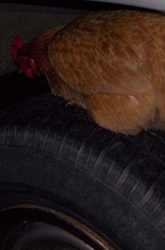 Hen on tire resized.jpg