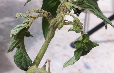 tomato_underAttack.jpg
