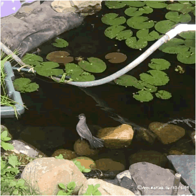 Catbird bathing in pond
