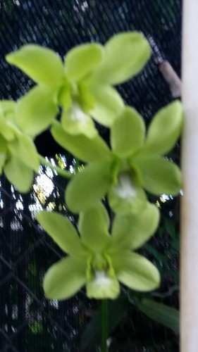Green hybrid dendrobium. Orchid flowers are technically edible but they are usually sprayed.
