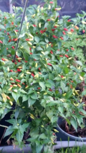 Super Chile.  This was repotted a month ago and the stakes cannot hold it upright so it is sagging a bit. It will live for a few years and give fruit most of the year. Eventually, I will need to move it to an 18 gallon pot.