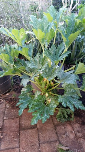 Sure Thing zucchini in an 18 gallon pot.  I have moved the pot a couple of times since it interferes with the tomato next to it.