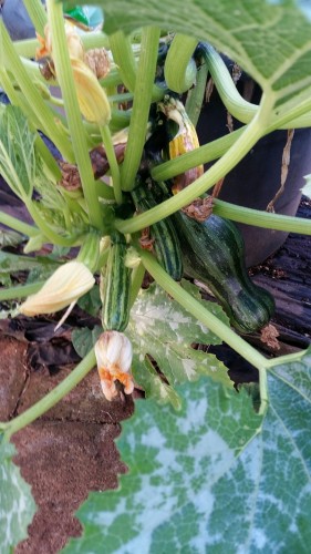 close up of Sure Thing fruit.  I haven't picked any yet.