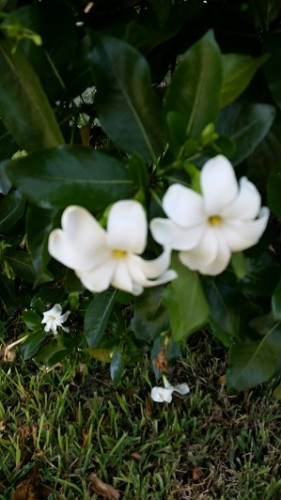 Tree Gardenia in my front yard. It is in peak bloom now.  I topped it to keep it around 5ft high and 4 ft wide, otherwise it would be over 20 ft tall now.