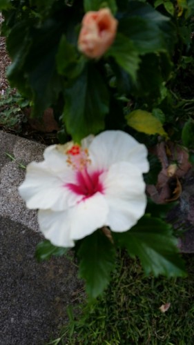 Hybrid hibiscus in my front yard.  It looks like it is in a pot, but it has already gone through the bottom and is in the ground now.