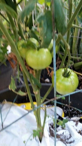Charger tomato. I have had some June drop in July. I have saved the fallen fruit for fried green tomatoes