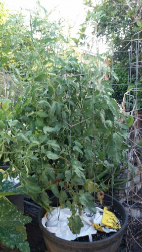 Charger in 18 gallon pot