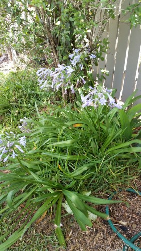 Agapanthus.  Very old planting, shrinking because is it being starved of water.