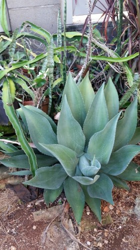 Swan neck agave