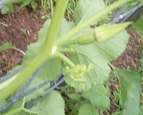 Developing Spagetti Squash female flower
