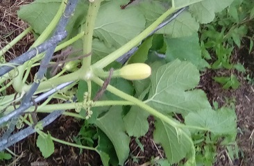 Pollinated Spagetti Squash, after blossom died