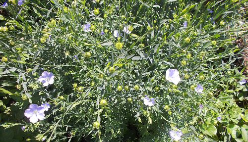 Flax with seedpods top view