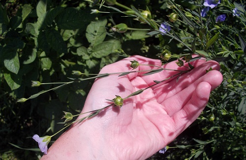 Flax with seedpods side view