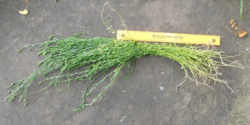 First small bundle of flax.  Too soon to harvest?