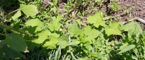 Planted Spagetti Squash sprawling out on ground