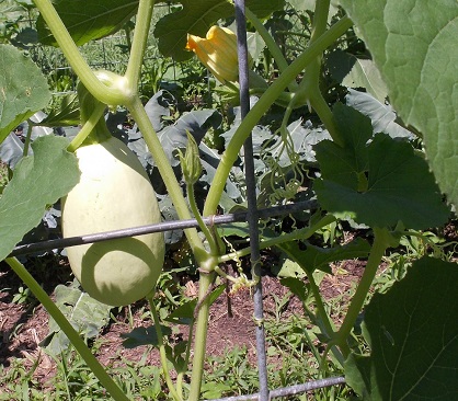 Spagetti Squash on 'cattle panel' trellis