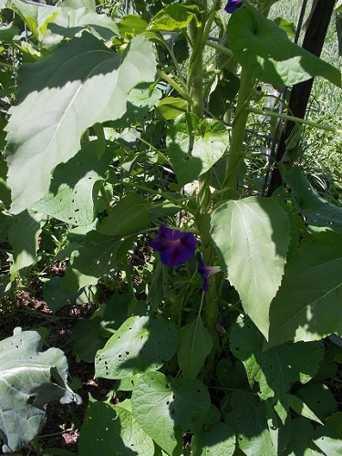 Morning Glory (a pretty weed) trained &amp; climbing up sunflower stalk