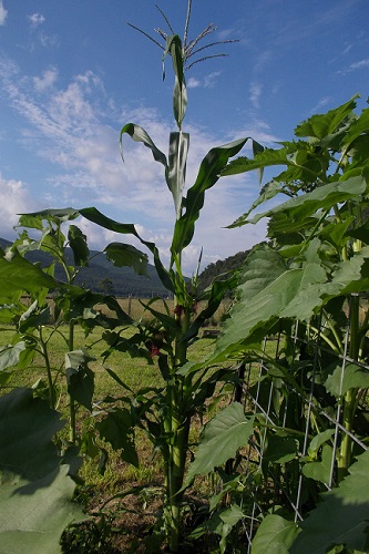 Single Country Gentleman Sweet Corn plant with tassels and silks