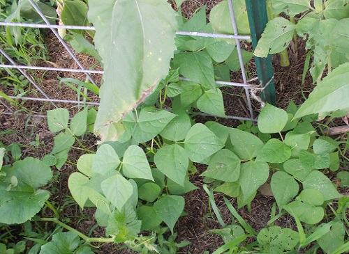 1/2 Runner Beans on trellis, and planted Spagetti Squash sprawling out on ground
