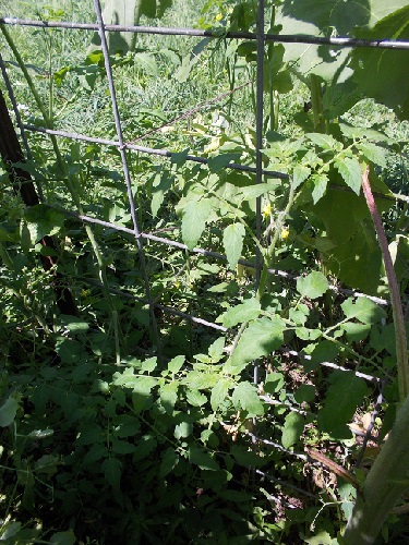 Finally tied up leggy tomato plant again