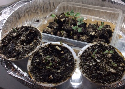 Slow growing brassica microblocks and lettuce community k-cups. Feurio Swiss chard to the left