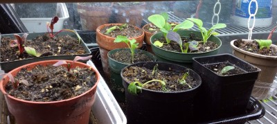 Red pak choi, dwarf scotch blue kale, Cardinal chard