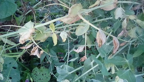 Dying Wando Pea Plant