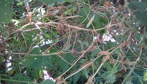 Dead Wando Pea Plants, going to seed