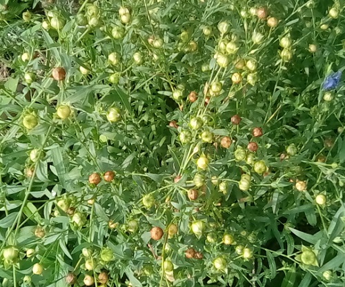 Flax seed pods maturing