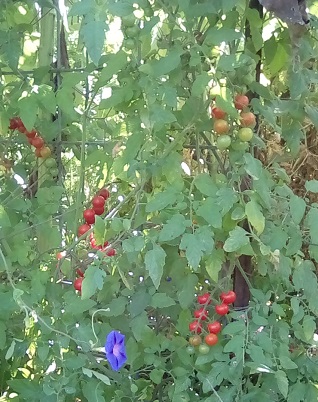 Sweet 100 Cherry Tomato starting in full production