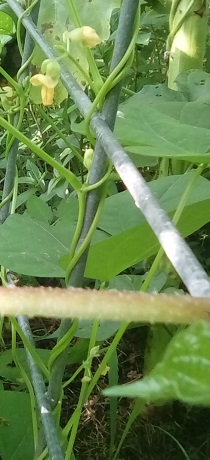 State Half Runner Bean in bloom