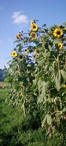 Some 'mutt' sunflowers throughout the 'wide row'
