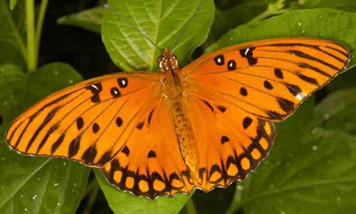 gulf_fritillary01.jpg