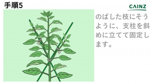 Staking the pepper plant