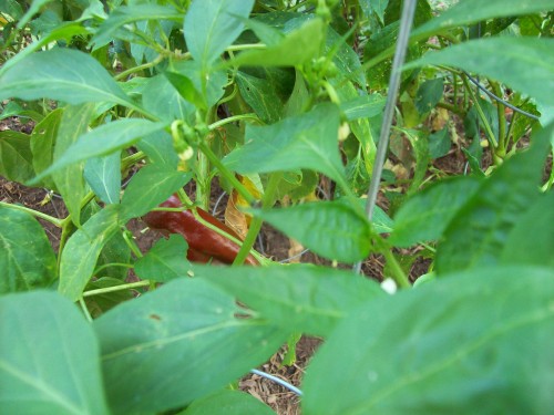 100_5008.JPG