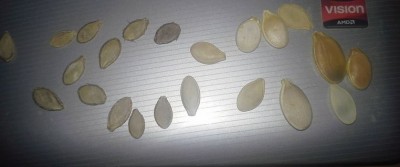 pumpkin seeds.JPG