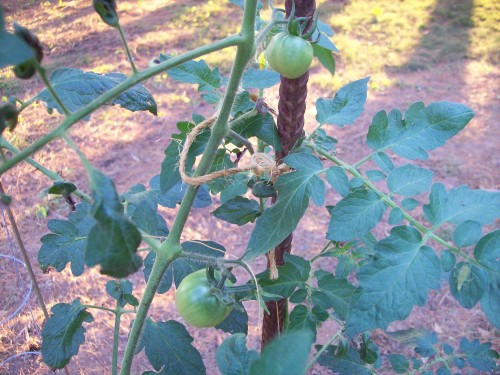 New Big Beef tomato plant grown from seeds.