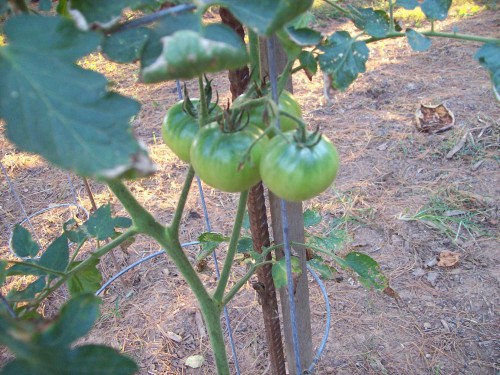 New Big Beef tomato plant grown from seeds.