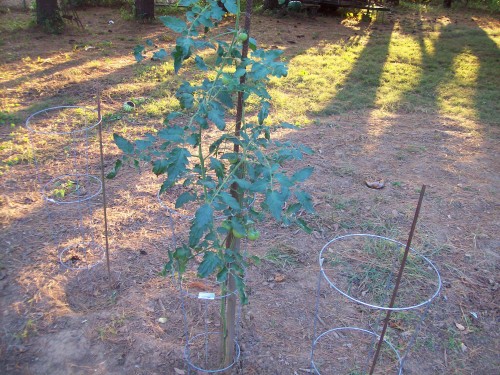 New Big Beef tomato plant grown from seeds.