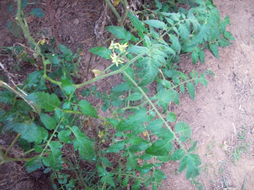 10 foot long tomato plant looks like vine with 2 ft top.