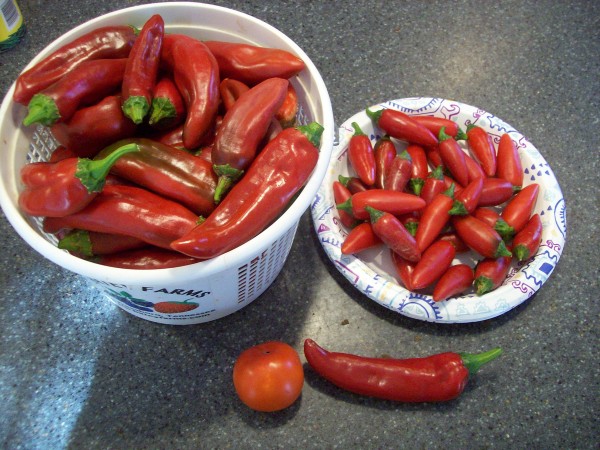 BIG cayenne pepper next to tomato.