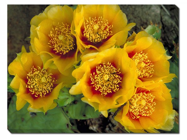 yellow prickly-pear.jpg