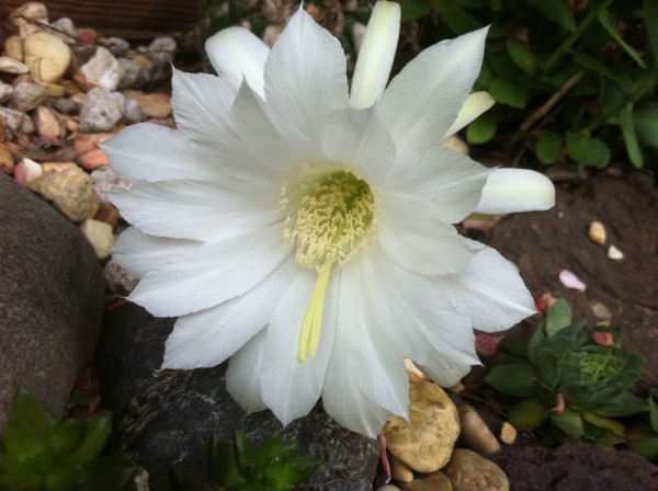 white-flower.jpg