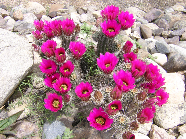 Jumping Cholla.png