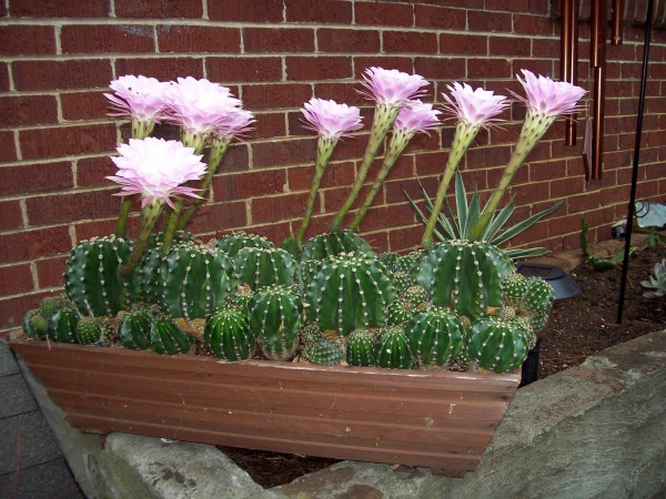 It is amazing these trumpet flowers were not hear yesterday even when it got dark then 8 hours later here they are 12&quot; long.