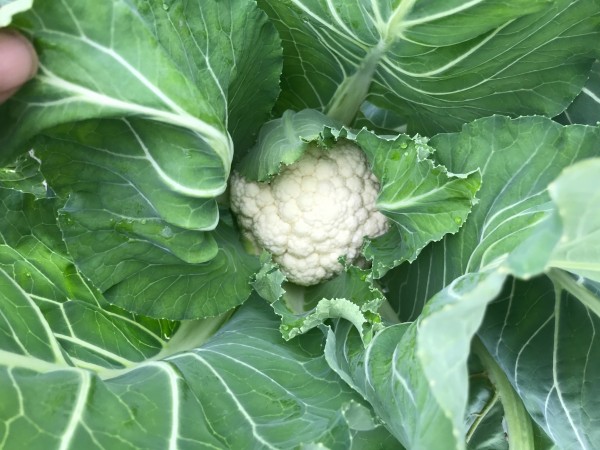 Cauliflower dec 28.JPG