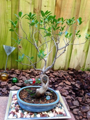 Sara, 30 yrs Golden Gate Ficus