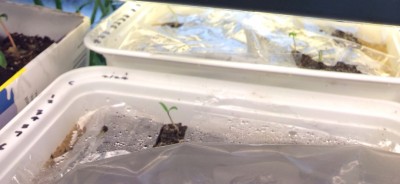 First to sprout tomato seedlings.