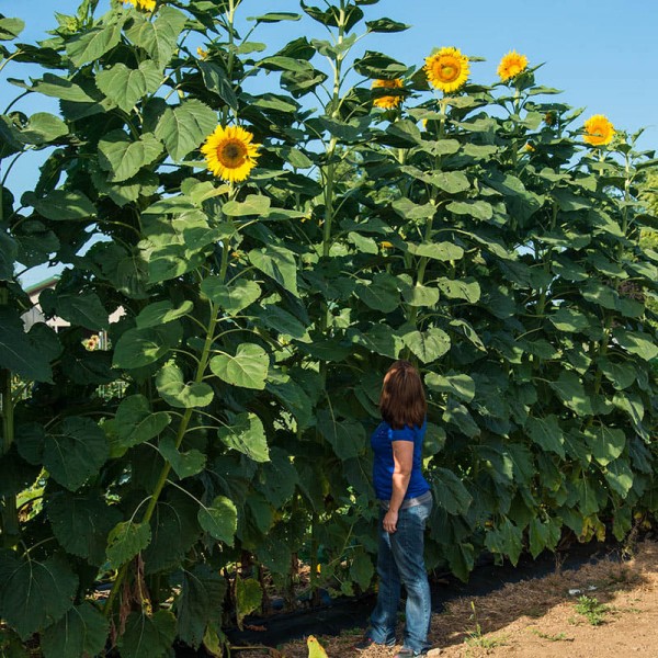 Mammoth Sun Flower.jpg