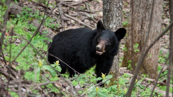 bear-rott-01_wide-05b31e763482262f72f20ccf123113b4c9bdc549.jpg